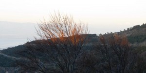 Morgensol