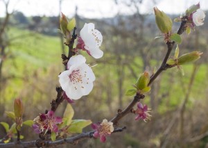 Epletreblomster
